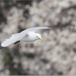Möwe im Flug