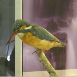 Eisvogel, Riverside Museum