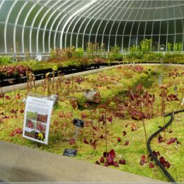 Botanischer Garten, Glasgow