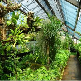 Botanischer Garten, Glasgow
