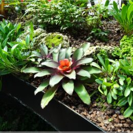 Botanischer Garten, Glasgow