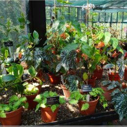 Botanischer Garten, Glasgow