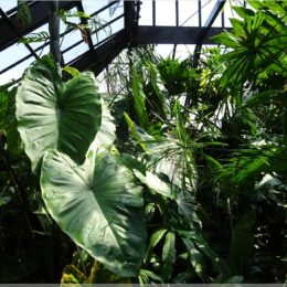 Botanischer Garten, Glasgow