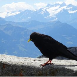 Alpendohle
