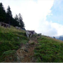 die blockieren hier die Wanderwege
