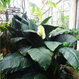 Spathiphyllum