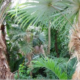 im Palmenhaus von oben