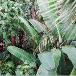 im Palmenhaus von oben