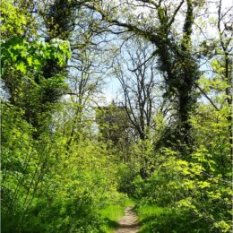 der Aussichtsturm erscheint