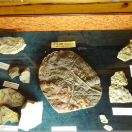 Geologiemuseum