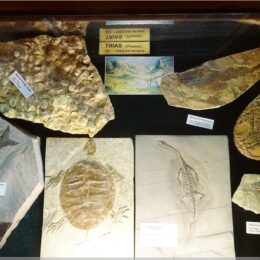 Geologiemuseum