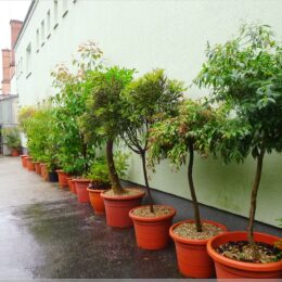 Botanischer Garten Bratislava