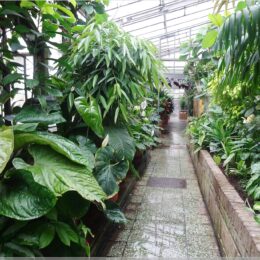 Botanischer Garten Bratislava