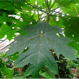 Botanischer Garten Bratislava