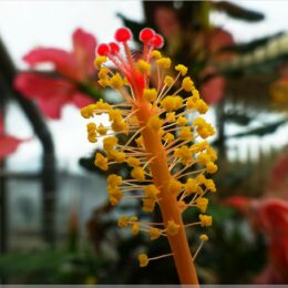 Botanischer Garten Bratislava