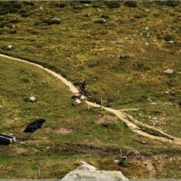 Mountainbiker mit Kuh