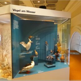Sonderausstellung Flora und Fauna der Umgebung