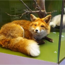 Fuchs