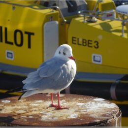 Möwe