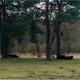 Rinder im Schatten der Bäume