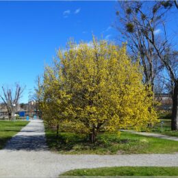 Botanischer Garten Stockholm