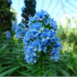 Echium