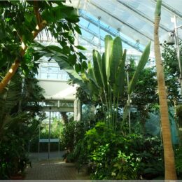 Palmenhaus