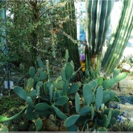 die Blogoma zwischen Kakteen