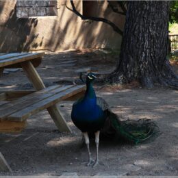 Pfau