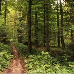 Wandern an der Verenaschlucht