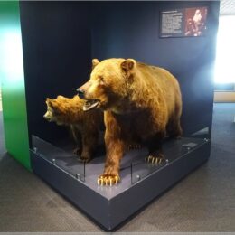 Bären im Naturmuseum Solothurn