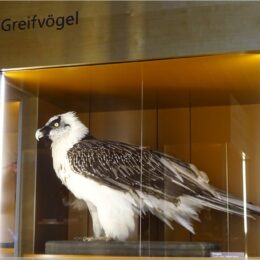 Greifvogel