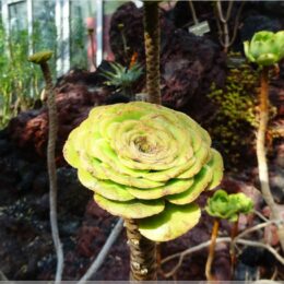 Aeonium tabuliforme