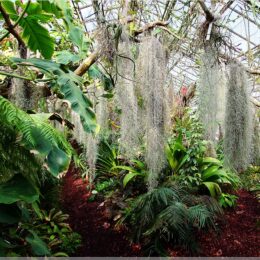 Tillandsia usneoides