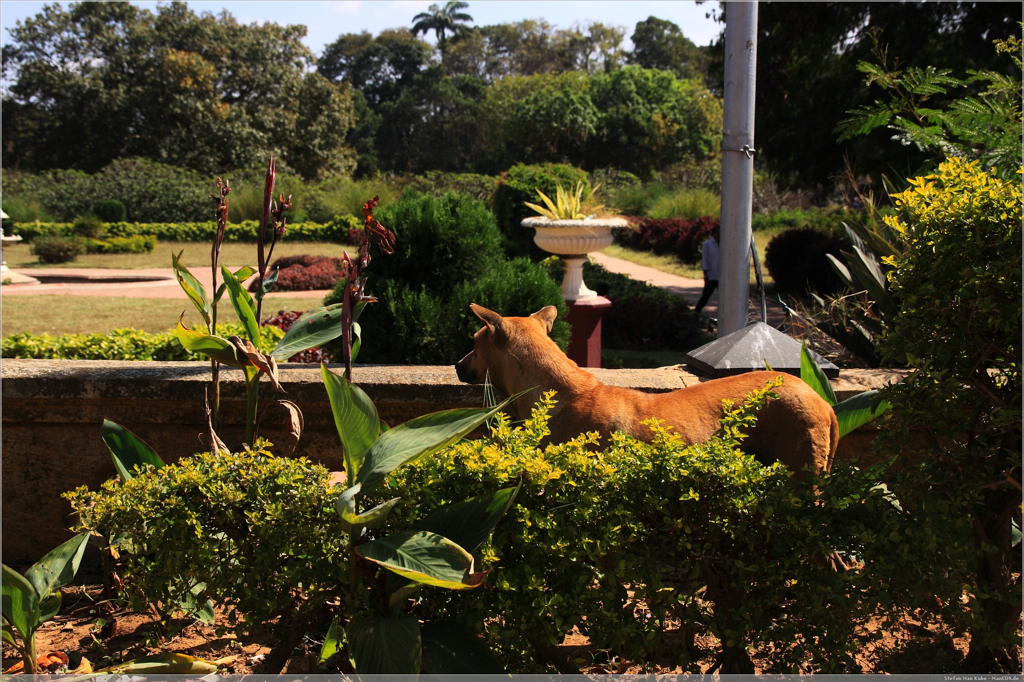 Hund im Garten