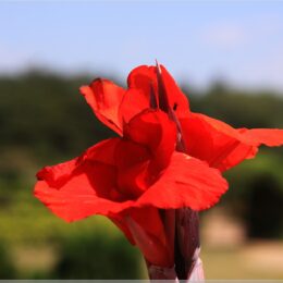 Indisches Blumenrohr