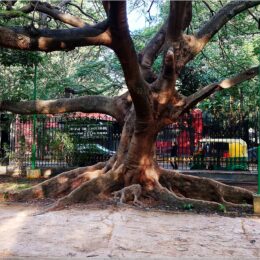 Baum