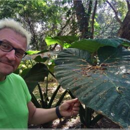 Alocasia