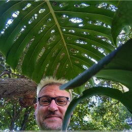 Monstera
