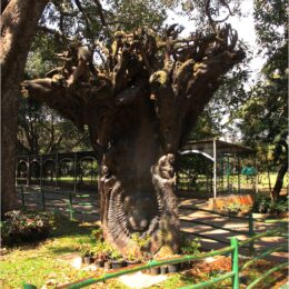 Botanischer Garten Bengaluru