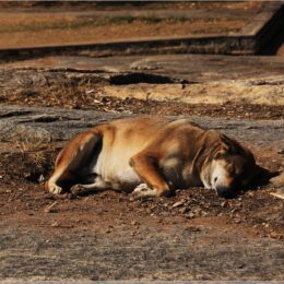 Hund in der Sonne