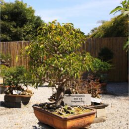 Bonsai