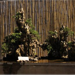 Bonsai