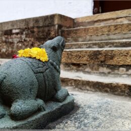 Nandi-Bulle