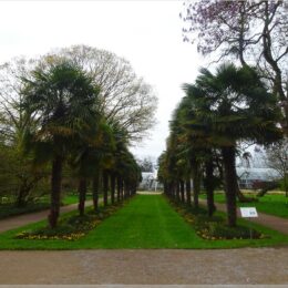 Palmenallee