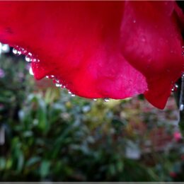 Wassertropfen