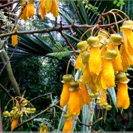 Sophora