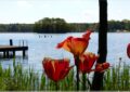Tulpen am Templiner See