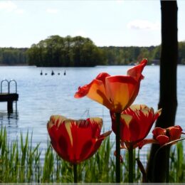 Tulpen am Templiner See