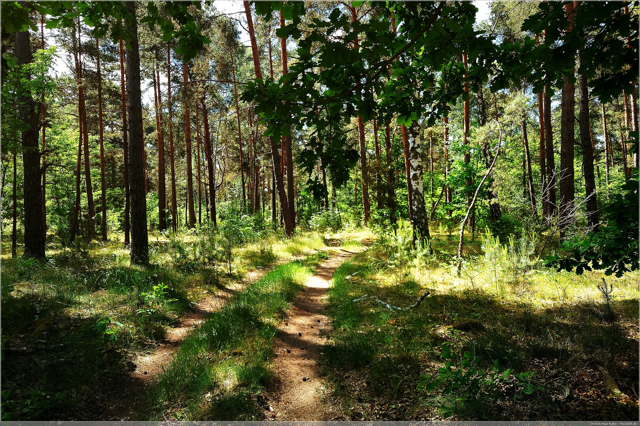 durch den Wald